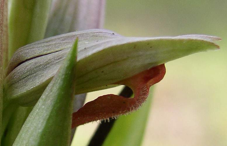 Serapias parviflora